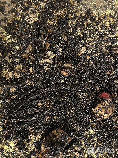 Жук знахарь