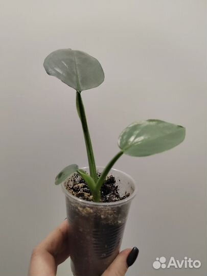 Филодендрон сильвер квин