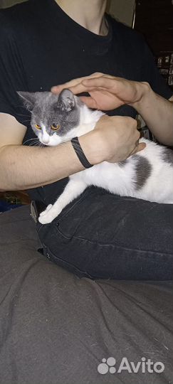 Шотландские кошки в добрые руки