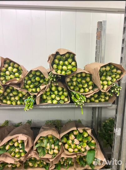 Пионы.пион.розы.букет.кустовая роза