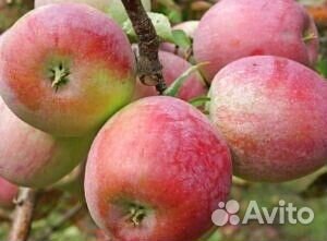 Яблоня эрли женева саженец 2-х летка с доставкой