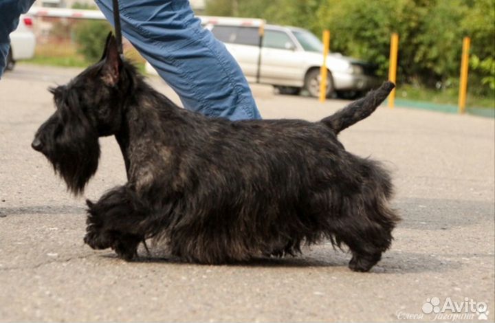 Вязка скотч-терьер