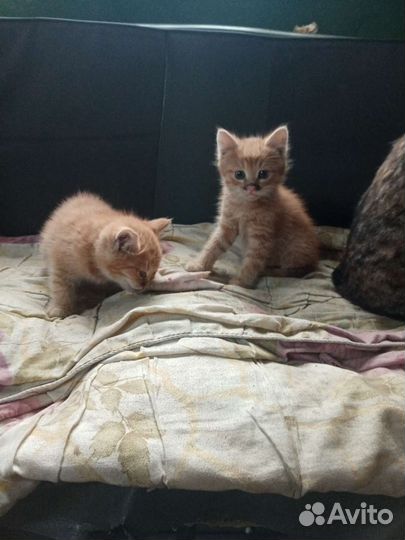 Кошка в дар