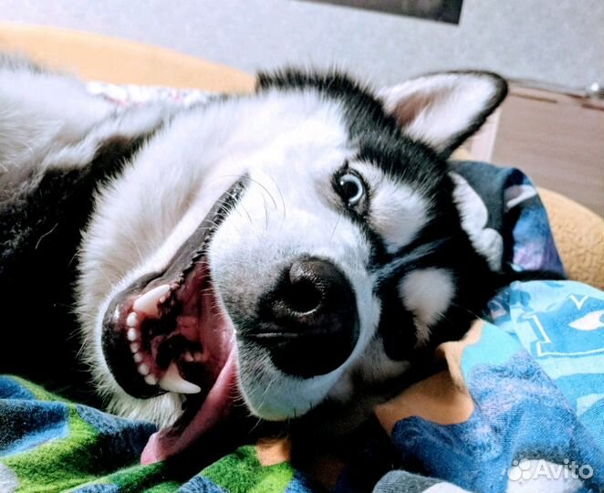 Хаски для вязки