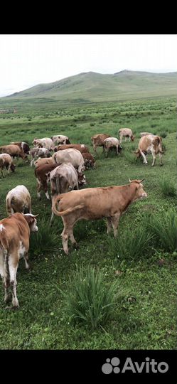 Продажа крс