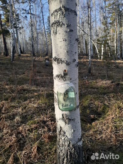 Березовый сок