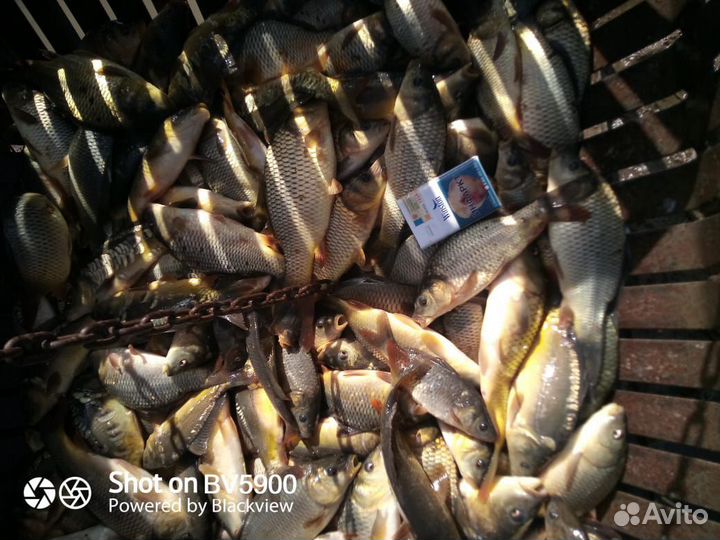 Малёк карпа 100гр