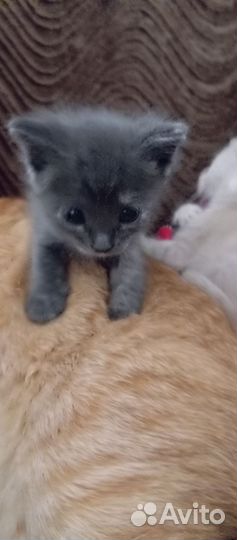 Отдам в добрые руки