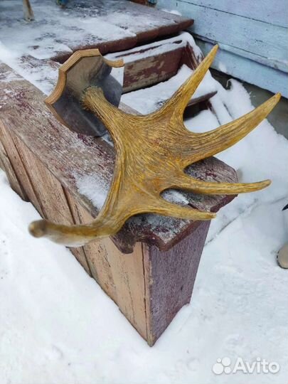 Лосиные рога