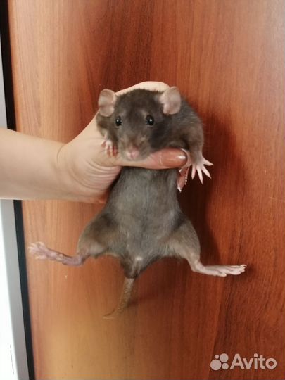 Крыса дамбо