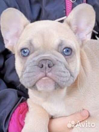 Французский бульдог щенки голубой лиловый