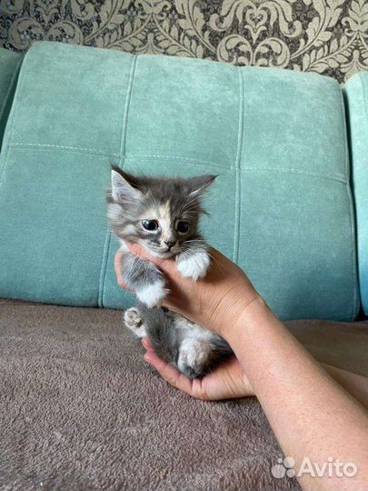 Котята мейн-кун