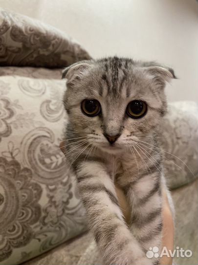 Шотландская вислоухая девочка