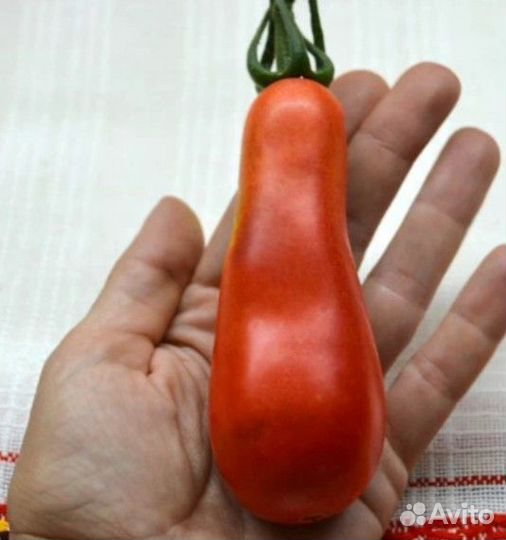 Семена коллекционного томата 