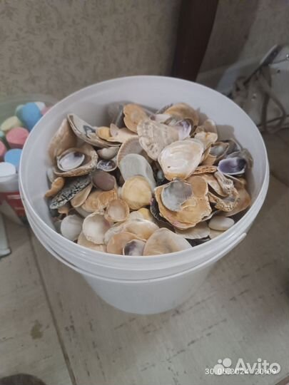 Морские ракушки раковины