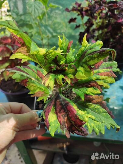 Колеусы сортовые