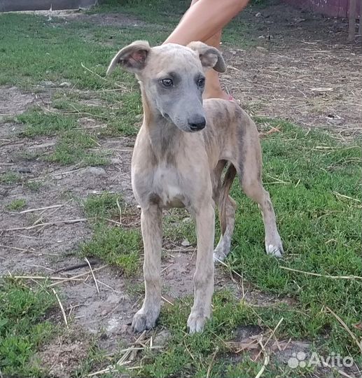 Щенки уиппета