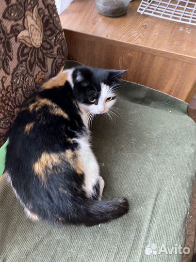 Кошка трехцветная