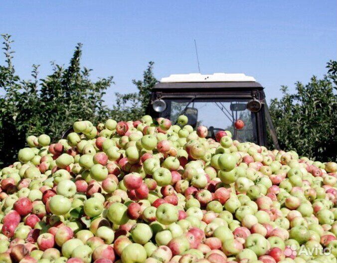 Требуется Сборщик