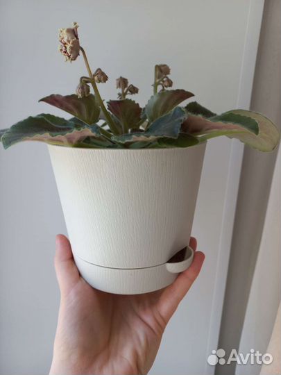 Живой подарок фиалка Ко Орловчанка