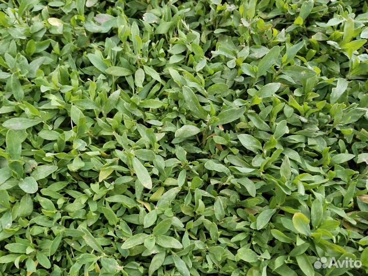 Различные травы и ягоды