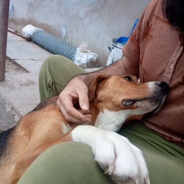 Русская гончая, щенок