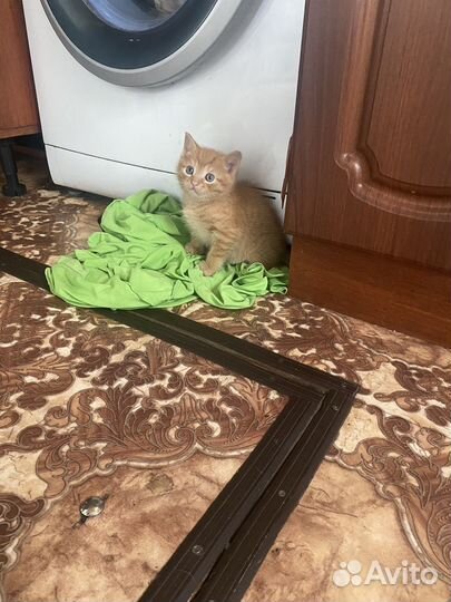 Кошка британка