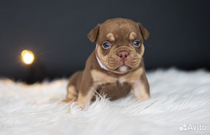 Щенки American Bully, Американский Булли