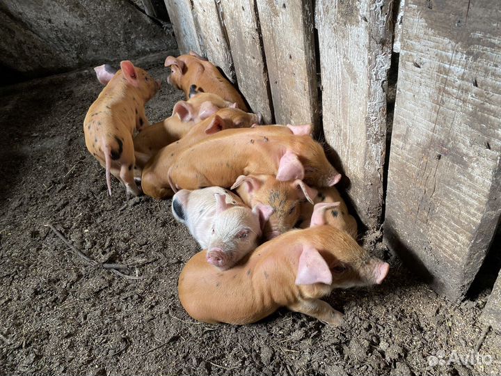 Поросята ландрас - дюрок