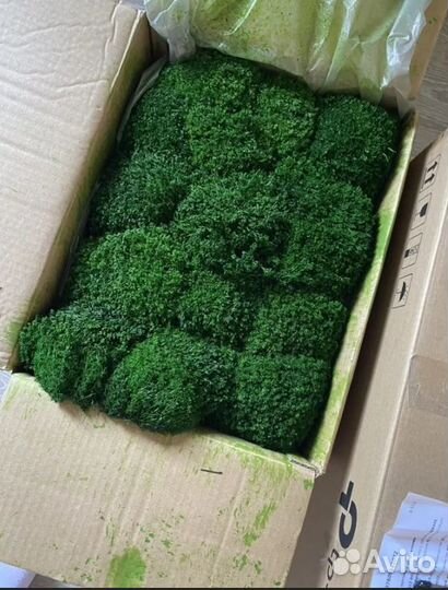 Премиум мох Королевский ягель кочка