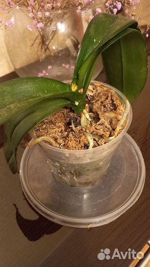 Орхидея фаленопсис биг лип Салли