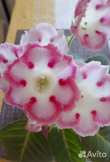 Глоксиния Розалинда