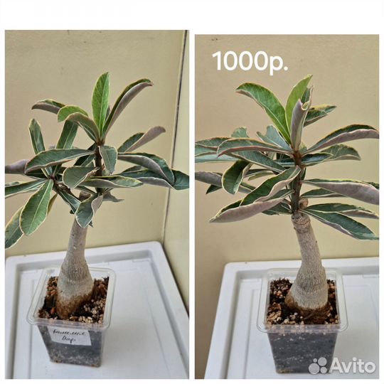 Адениум прививки