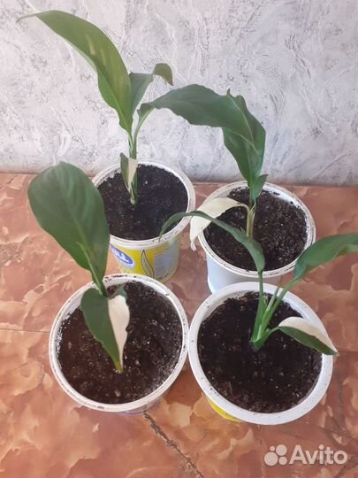 Спатифиллум пикассо