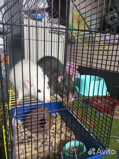 Крысы декоративные