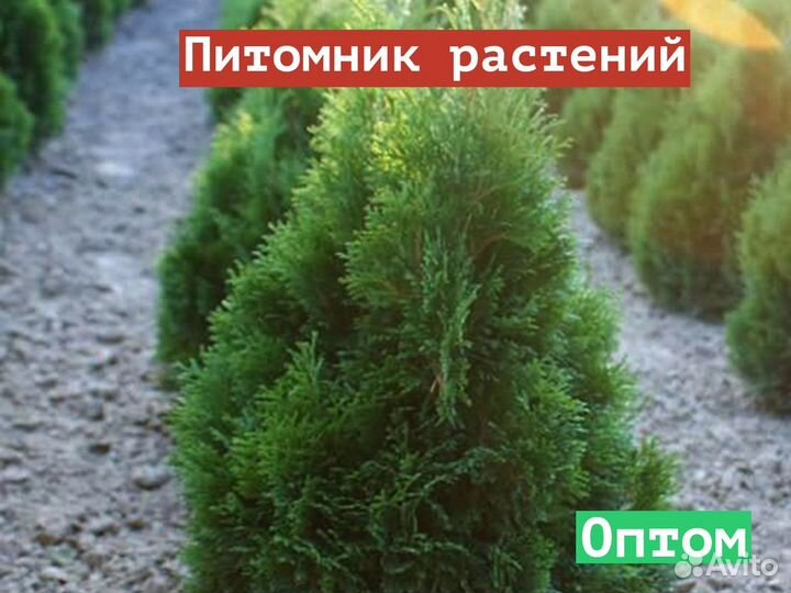 Саженцы Туя западная Miky (Мики)