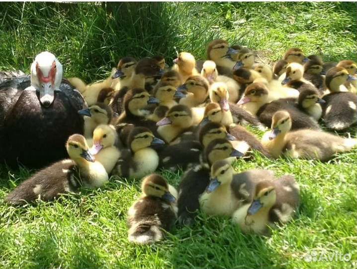 Мускусные индоутки