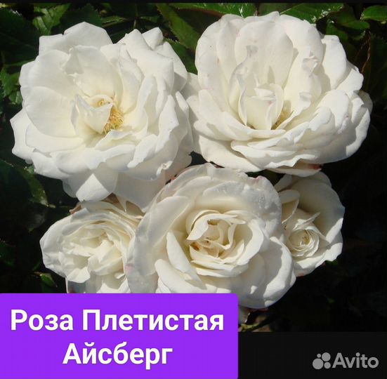 Розы плетистые саженцы