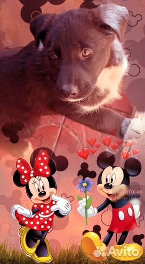 Щенки ищут дом