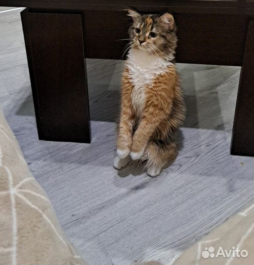 Кошечка мэйкун в добрые руки