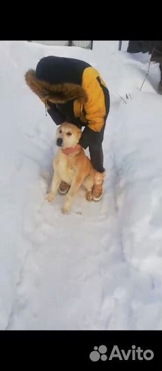 Среднеазиатская овчарка