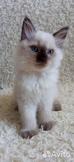 Котик красавчик