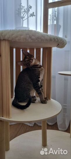 Когтеточка для кошек новая
