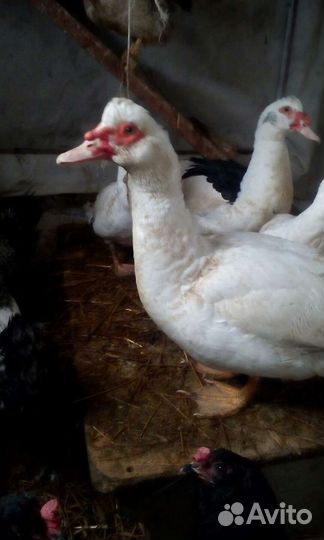 Селезень индоутки