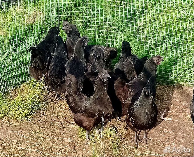 Инкубационное яйцо. цыплята Ухейилюй