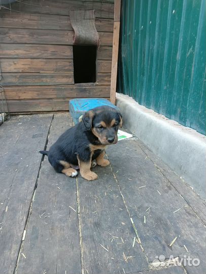 Продаю щенков