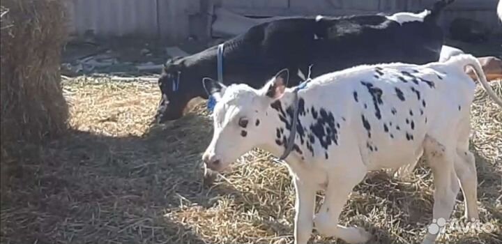 Телята бычки домашнего откорма