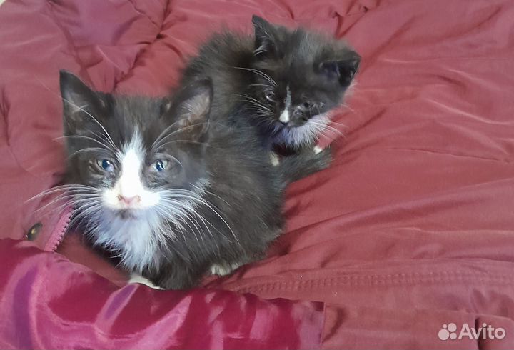 Котята в добрые руки мальчики