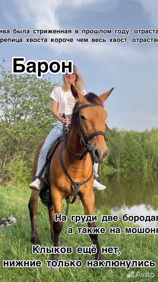 Лошади