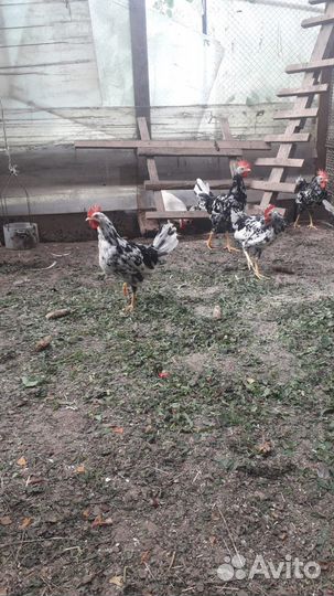 Петушки Легорн 4 месяца